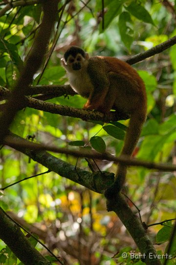 DSC_9092.jpg - the endemic red-backed Squirrel monkey