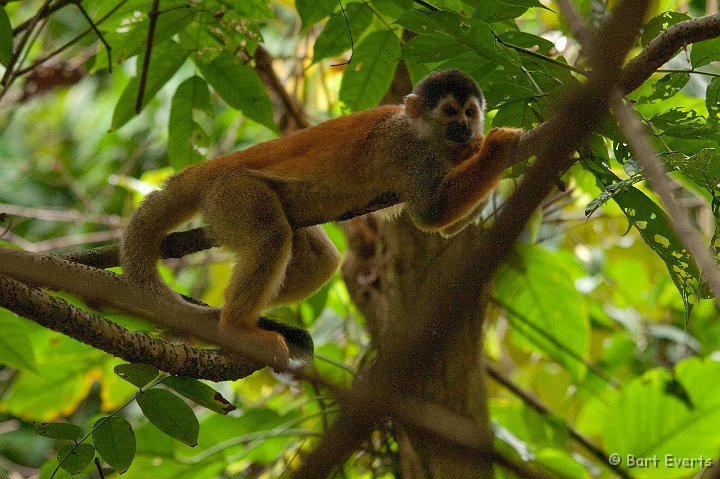 DSC_9095.jpg - the endemic red-backed Squirrel monkey