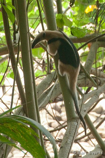 DSC_9122.jpg - Tamandua