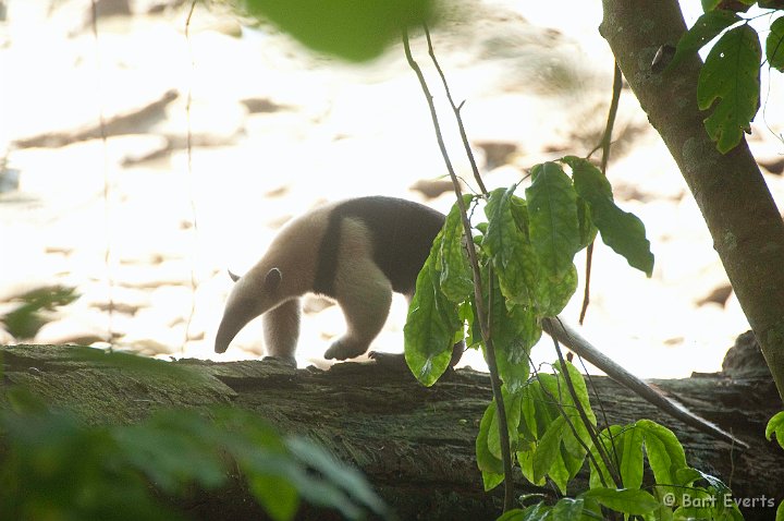 DSC_9125.jpg - Tamandua