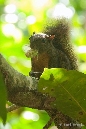 DSC_9128.jpg - Squirrel