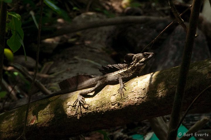 DSC_9129.jpg - Jesus-Christ Lizard