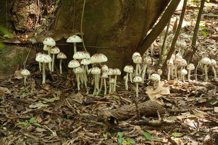 DSC_9130.jpg - pretty mushrooms