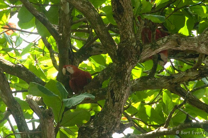 DSC_9133.jpg - Scarlet Macaws