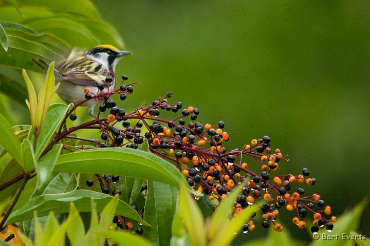 DSC_8276.jpg - Chestnut-sided Warbler