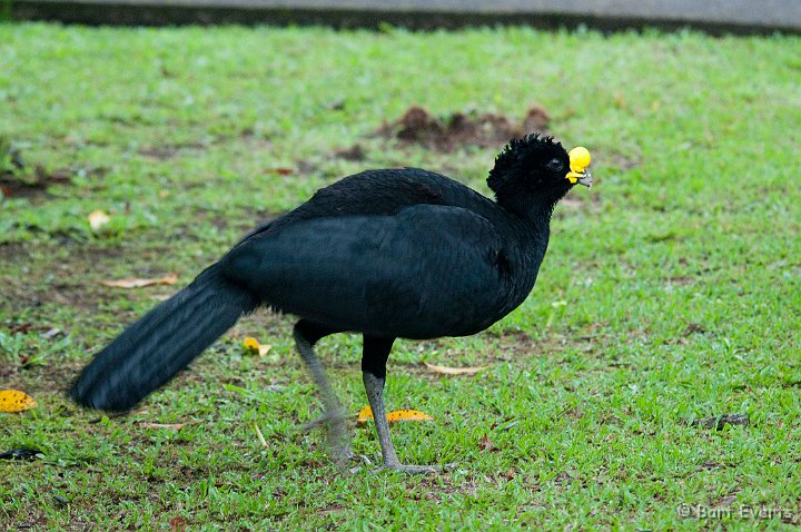 DSC_8286.jpg - Great Curassow