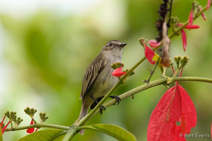 DSC_8303.jpg - Paltry Tyrannulet