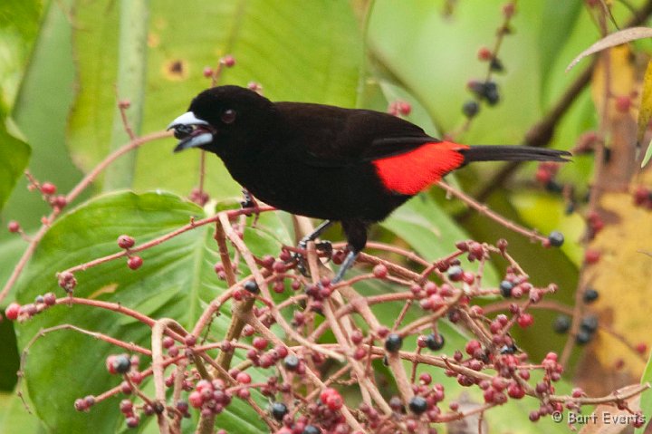 DSC_8310.jpg - Passerini's Tanager