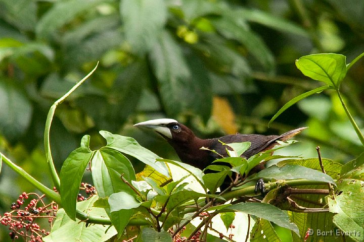 DSC_8313.jpg - Chestnut-headed Oropendola