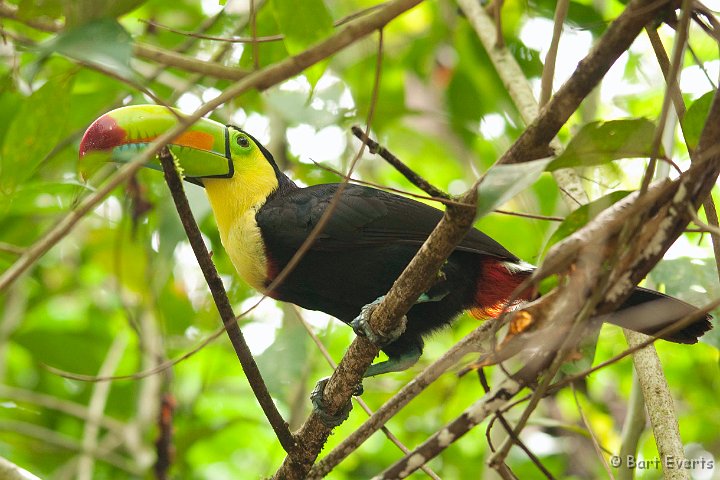 DSC_8321.jpg - Keel-billed toucan