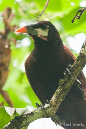 DSC_8324.jpg - Montezuma Oropendola