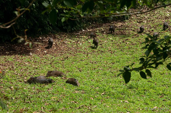 DSC_8331.jpg - Collared Peccaries