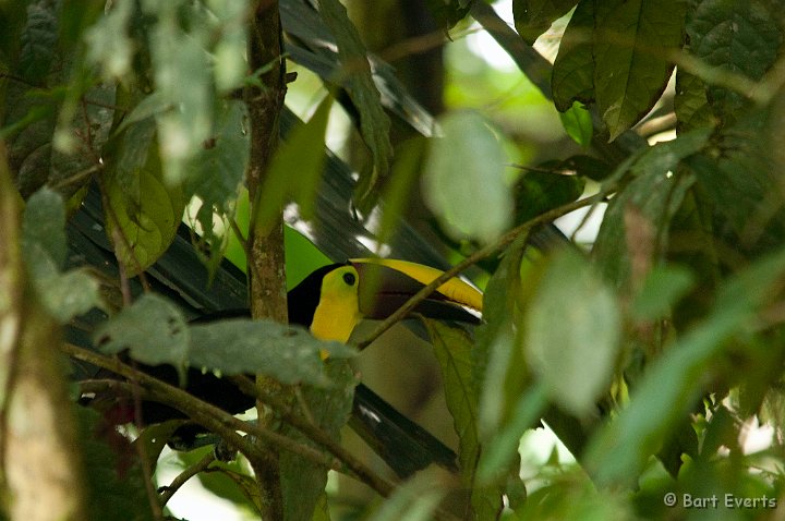 DSC_8335.jpg - Chestnut-mandibled Toucan