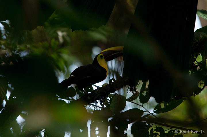 DSC_8340.jpg - Chestnut-mandibled Toucan