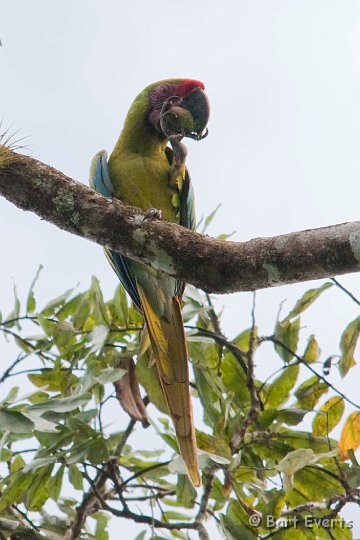 DSC_8356.jpg - Great Green Macaw