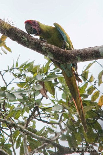DSC_8362.jpg - Great Green Macaw