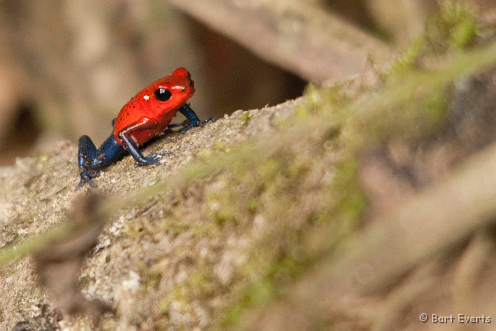 DSC_8373.jpg - Blue-jeans Poison-dart Frog