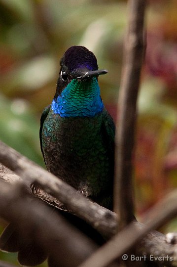 DSC_8822.jpg - Magnificent Hummingbird