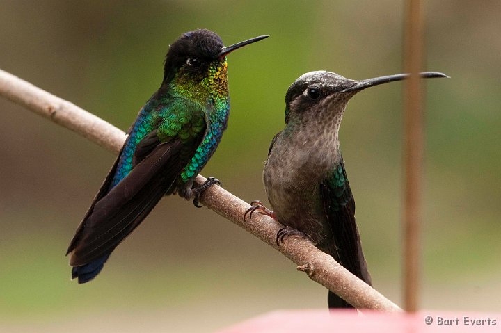 DSC_8847.jpg - Fiery-throated hummingbird and female Magnificant hummingbird