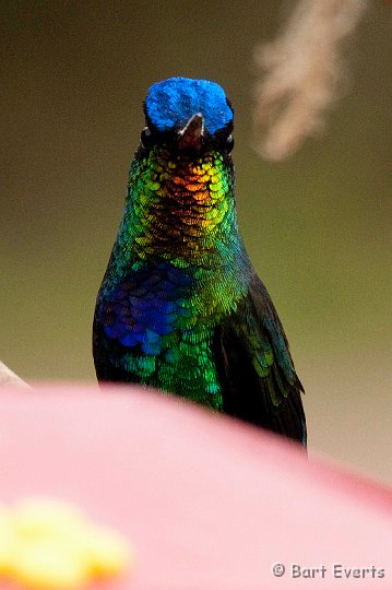 DSC_8850.jpg - Fiery-throated hummingbird