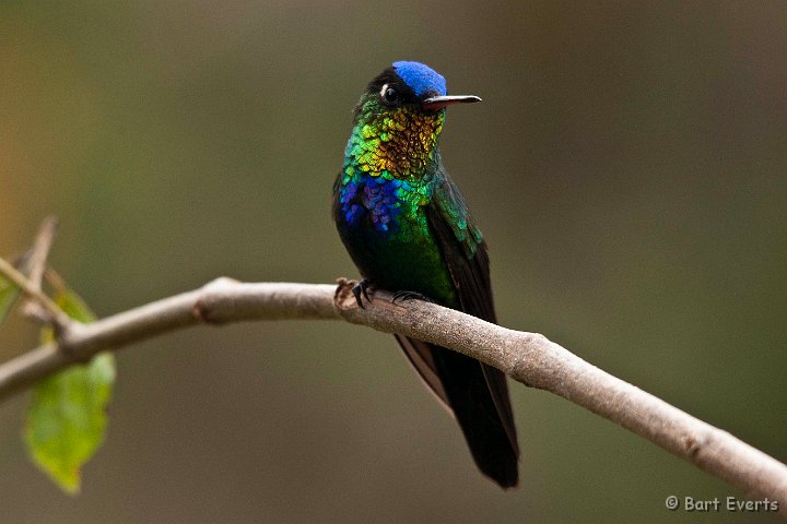 DSC_8859.jpg - Fiery-throated hummingbird