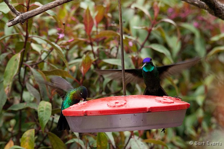 DSC_8865.jpg - Fiery-throated hummingbird & Magnificent hummingbird