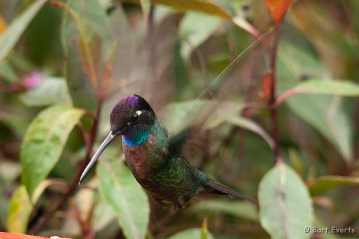 DSC_8881.jpg - Magnificent hummingbird