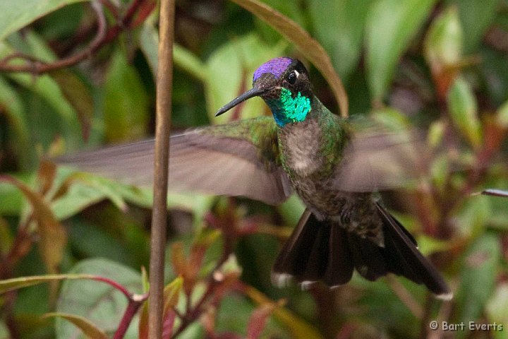 DSC_8893.jpg - Magnificent hummingbird
