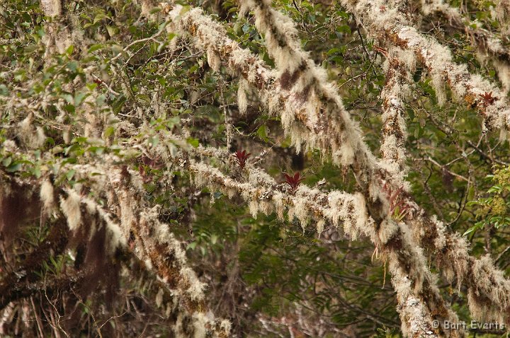 DSC_8901.jpg - more epiphytes