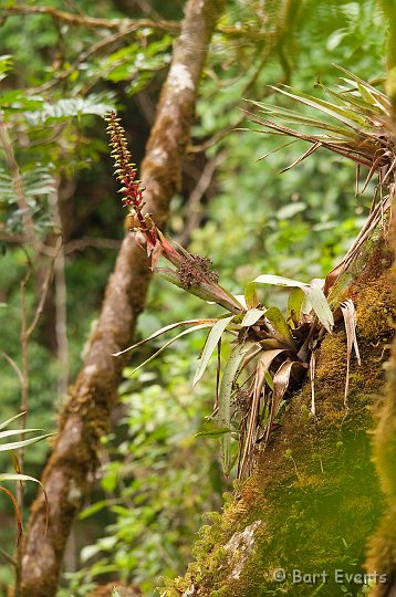 DSC_8902.jpg - Flowering Bromelia