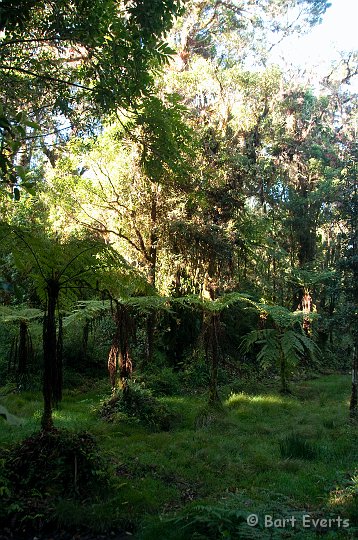 DSC_8908.jpg - Tree ferns