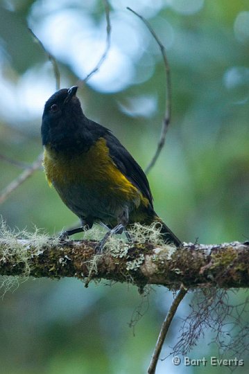 DSC_8926.jpg - Black-and-Yellow Silky-Flycatcher