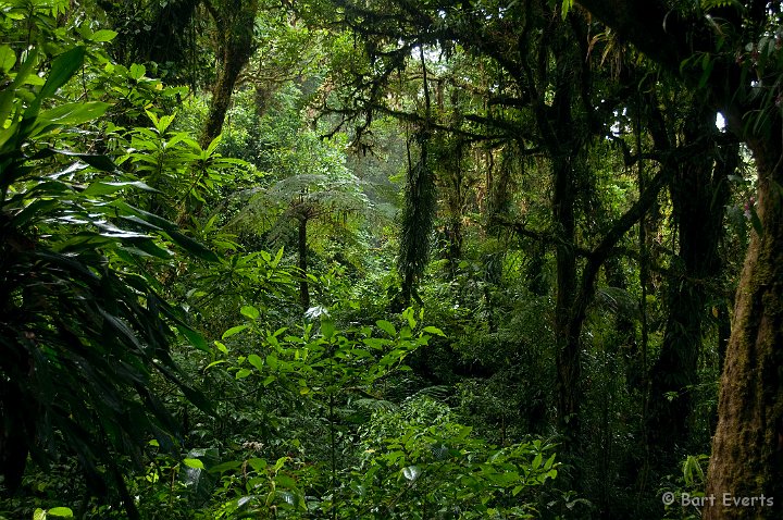 DSC_8569.jpg - lush cloudforest