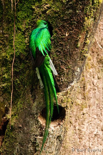 DSC_8577.jpg - The resplendent Quetzal male