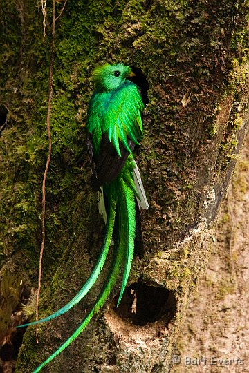 DSC_8588.jpg - The resplendent Quetzal male