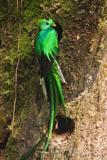 DSC_8606.jpg - The resplendent Quetzal male