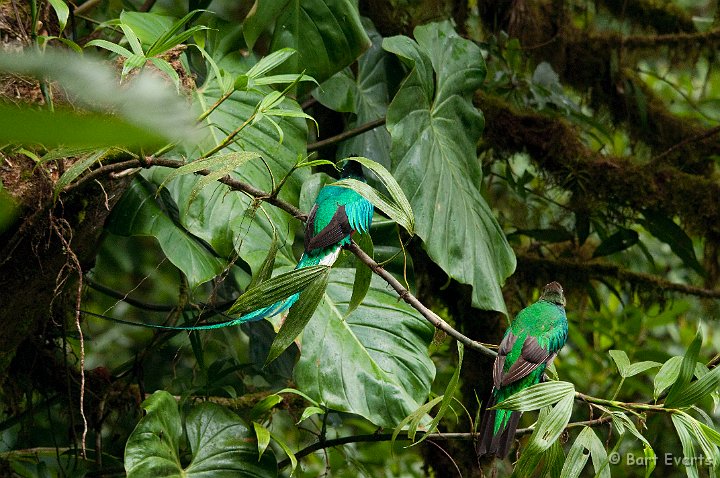 DSC_8613.jpg - The resplendent Quetzal male and female