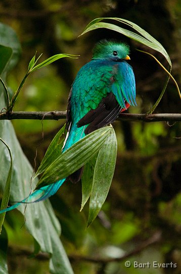 DSC_8637.jpg - The resplendent Quetzal male