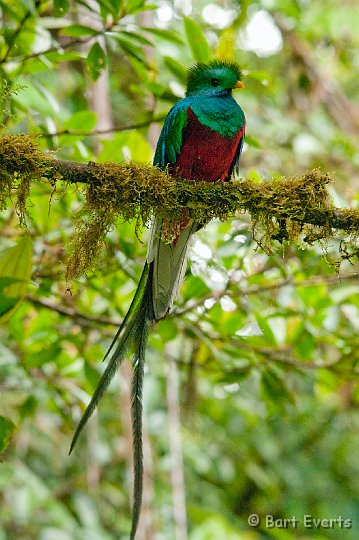 DSC_8660.jpg - The resplendent Quetzal male