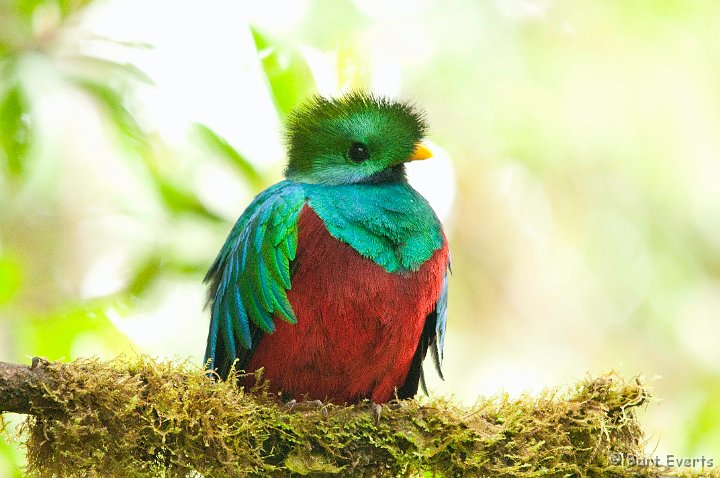 DSC_8675.jpg - The resplendent Quetzal male