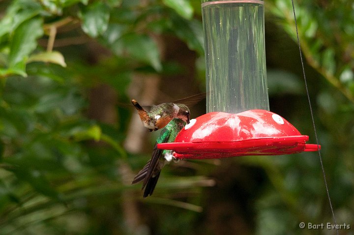 DSC_8692.jpg - Magenta-throated woodstar