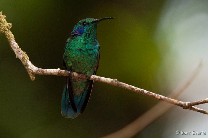 DSC_8704.jpg - green violetear