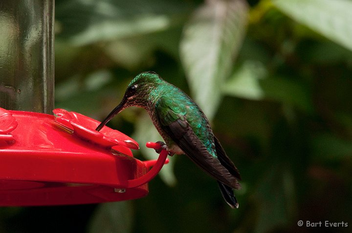 DSC_8712.jpg - Green-crowned Brilliant