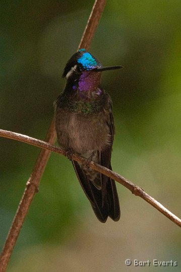 DSC_8716.jpg - Purple-Throated Mountaingem