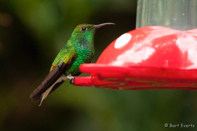 DSC_8727.jpg - Coppery-headed Emerald