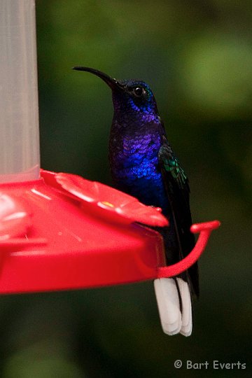 DSC_8733.jpg - Violet Sabrewing