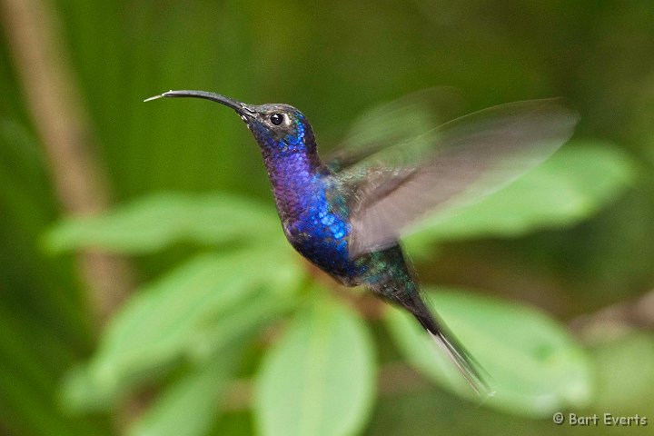 DSC_8747.jpg - Violet Sabrewing