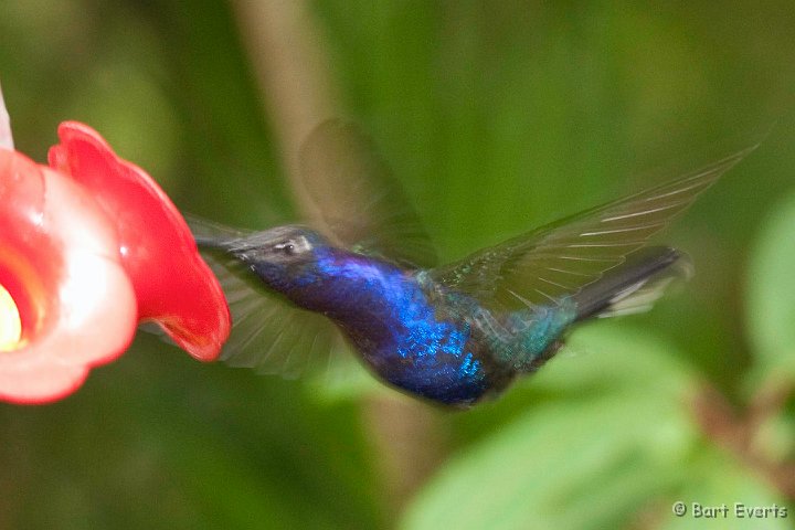 DSC_8749.jpg - Violet Sabrewing