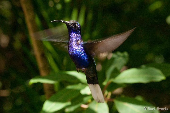 DSC_8760.jpg - Violet Sabrewing