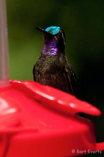 DSC_8765.jpg - Purple-throated Mountaingem